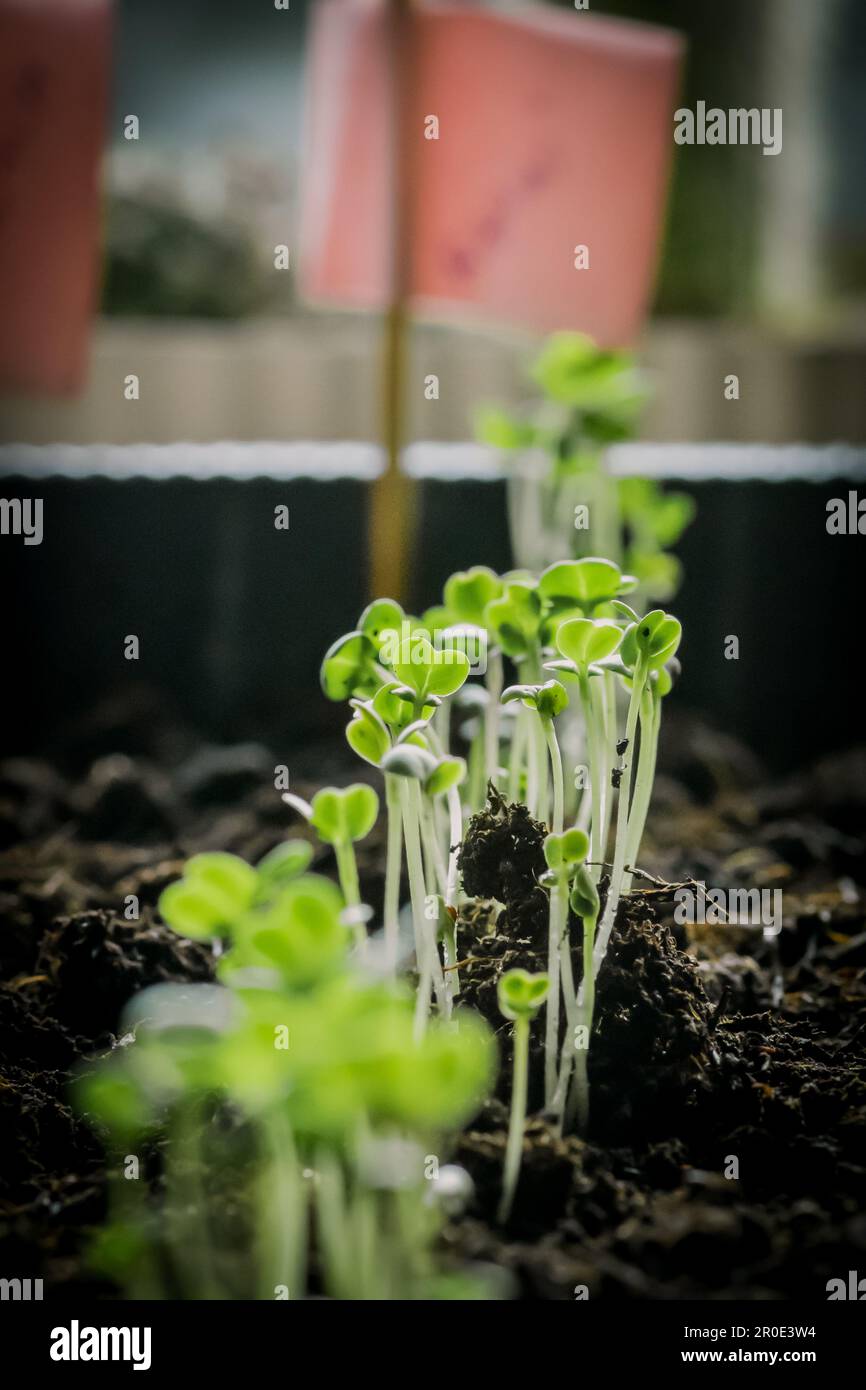 De jeunes jeunes plants de rapini ou de navets verts viennent de cracher à partir de semences plantées dans un sol fertile de mise en pot, gros plan, vertical Banque D'Images