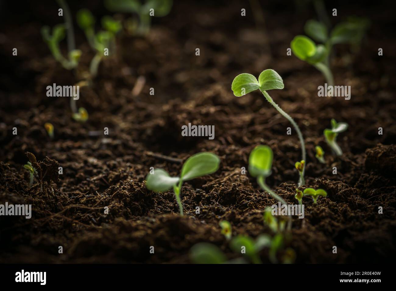 De petits jeunes plantules de laitue verte viennent d'être germées à partir de semences plantées dans un sol fertile de mise en pot, en gros plan Banque D'Images