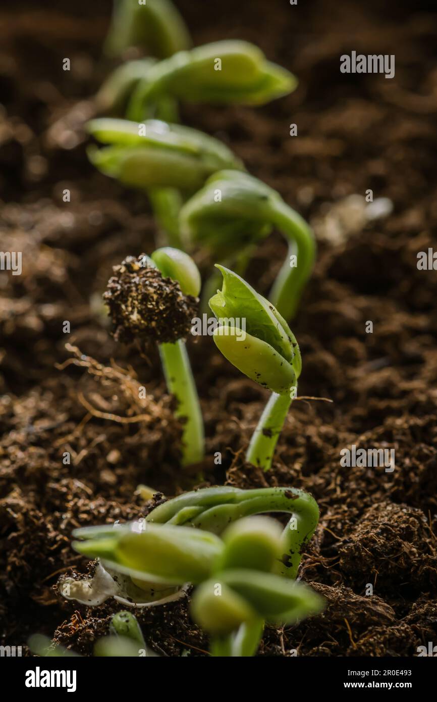 De petits plantules de haricots blancs verts frais viennent d'être germées à partir de graines plantées dans un sol fertile de mise en pot, gros plan, vertical Banque D'Images