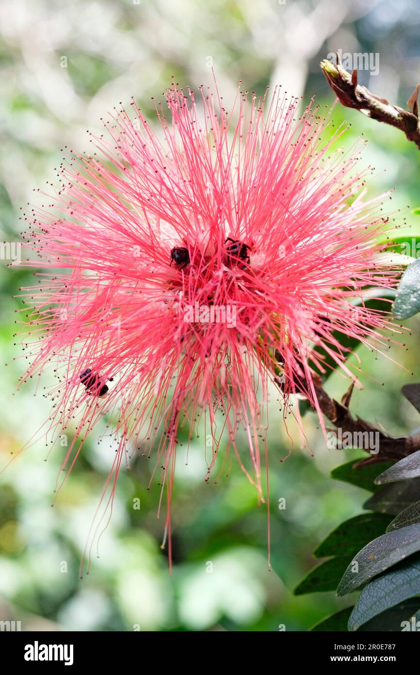 Une fleur exotique Banque D'Images