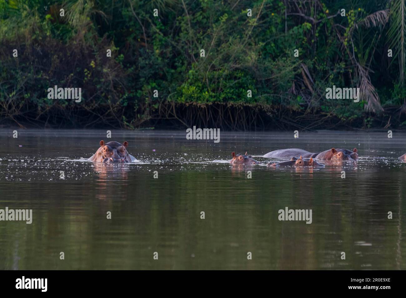 Hippos baignade dans le Parc National de la Gambie, Gambie Banque D'Images