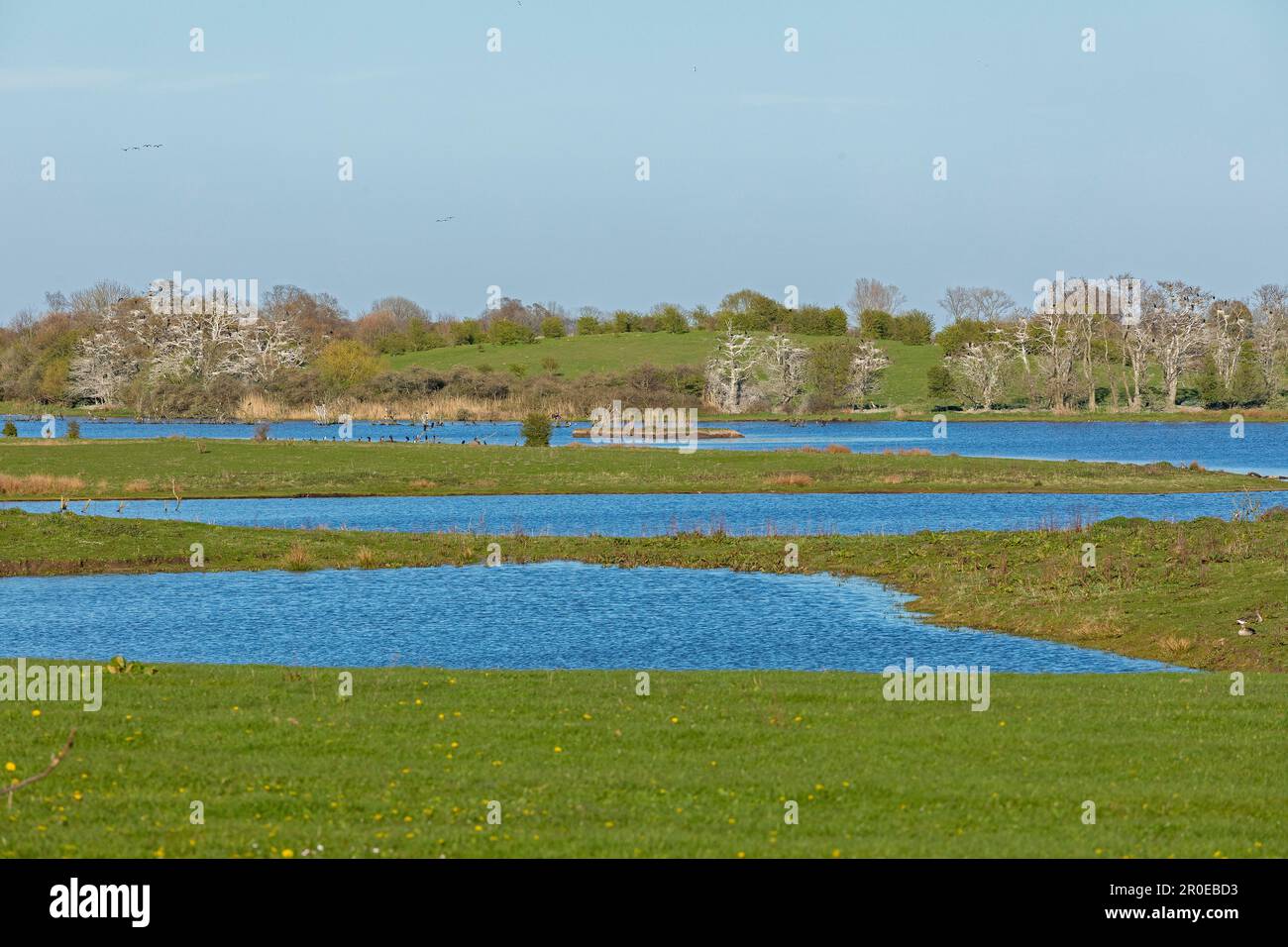Grande lagune, Geltinger Birk, Schleswig-Holstein, Allemagne Banque D'Images