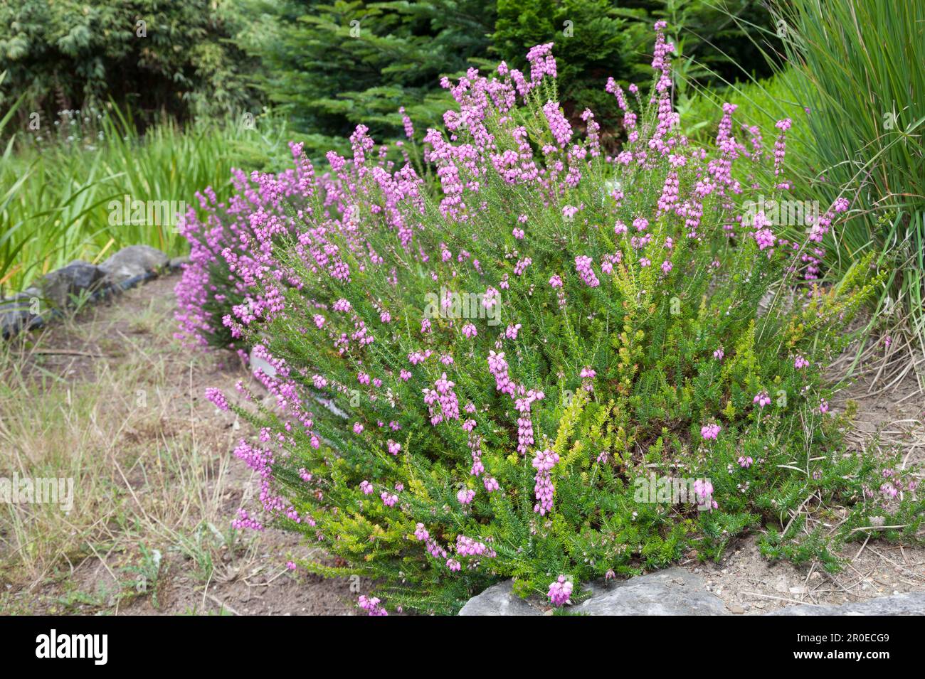 Bruyère de cloche (Erica cinerea) (Rosi) Banque D'Images