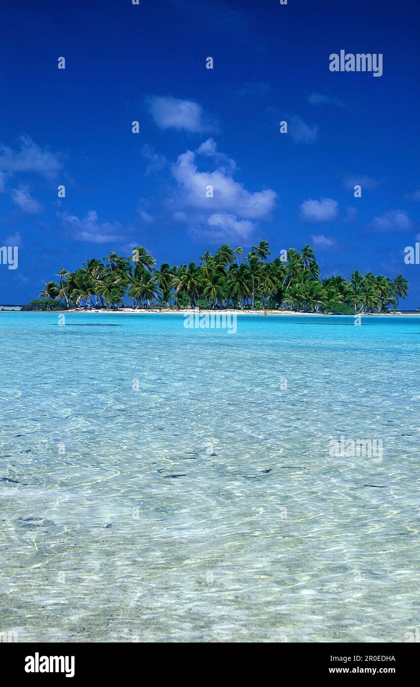 Insel Motu, an Blauer Lagune, Rand des atolls Rangiroa, Tuamotu Inseln Franzoesisch-Polynésien Banque D'Images