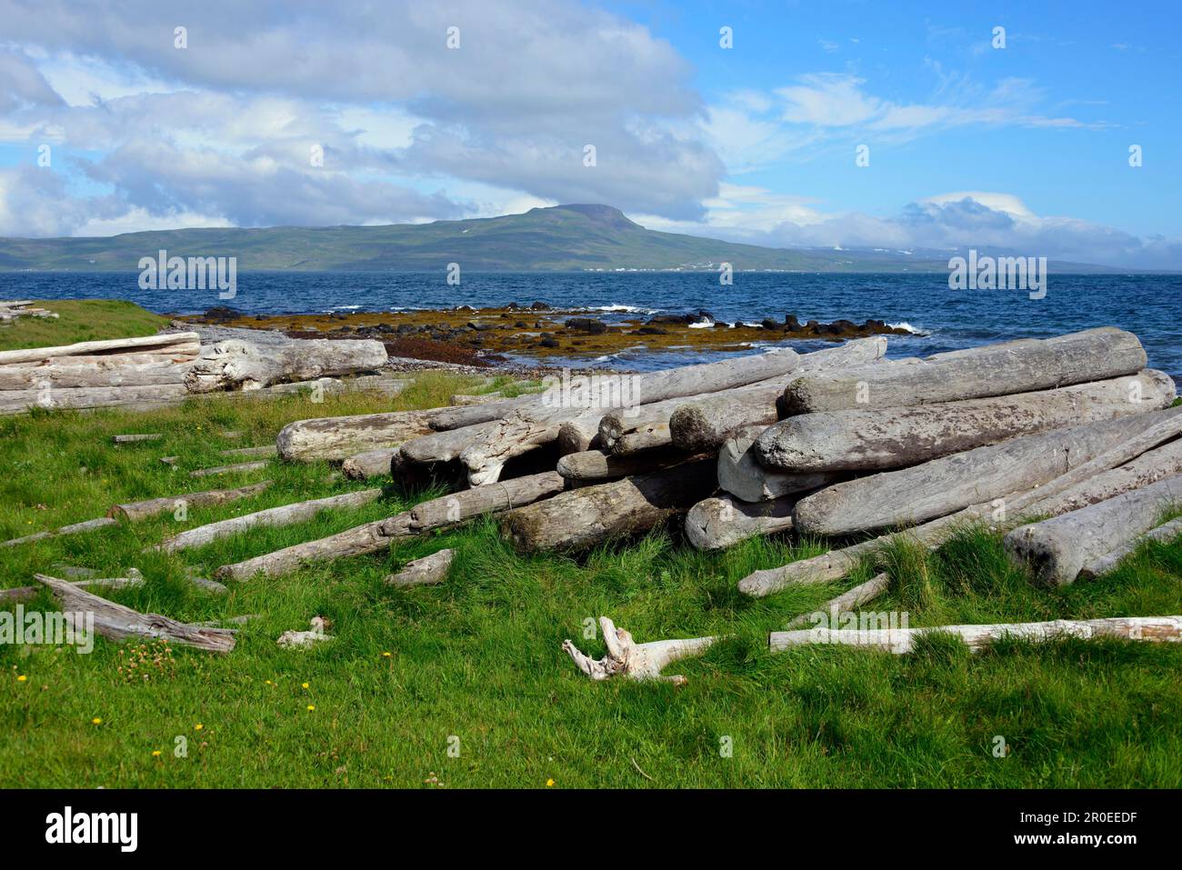 Driftwood, près de Smahamrar, route 68, Westfjords, Islande Banque D'Images