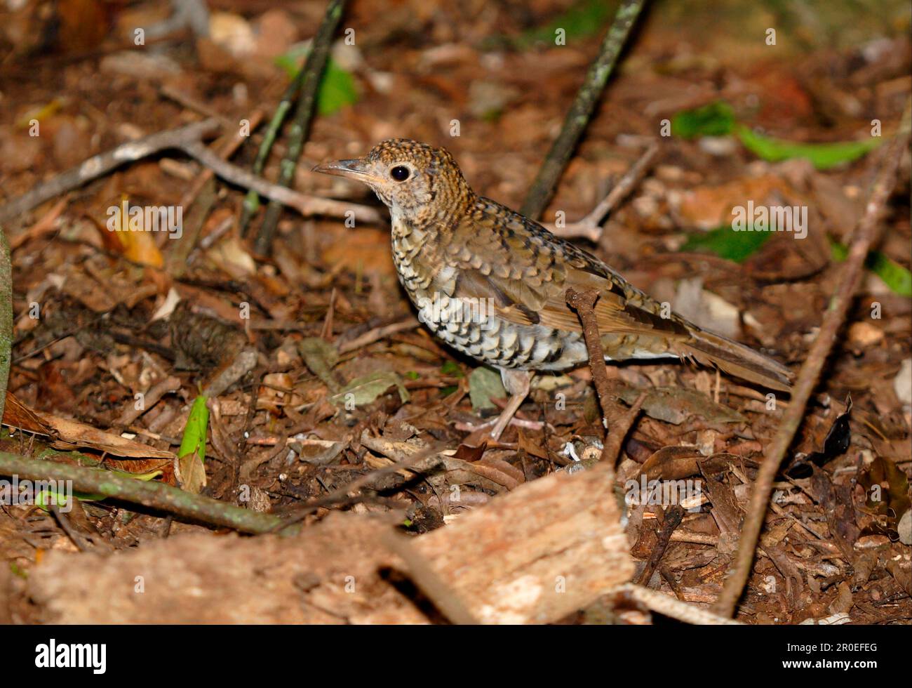 Grive tasmanienne, Grive tasmanienne, oiseaux chanteurs, animaux, oiseaux, Grive bassienne (Zoolera lunulata) adulte, sur le sol forestier, Lamington N. P. Banque D'Images