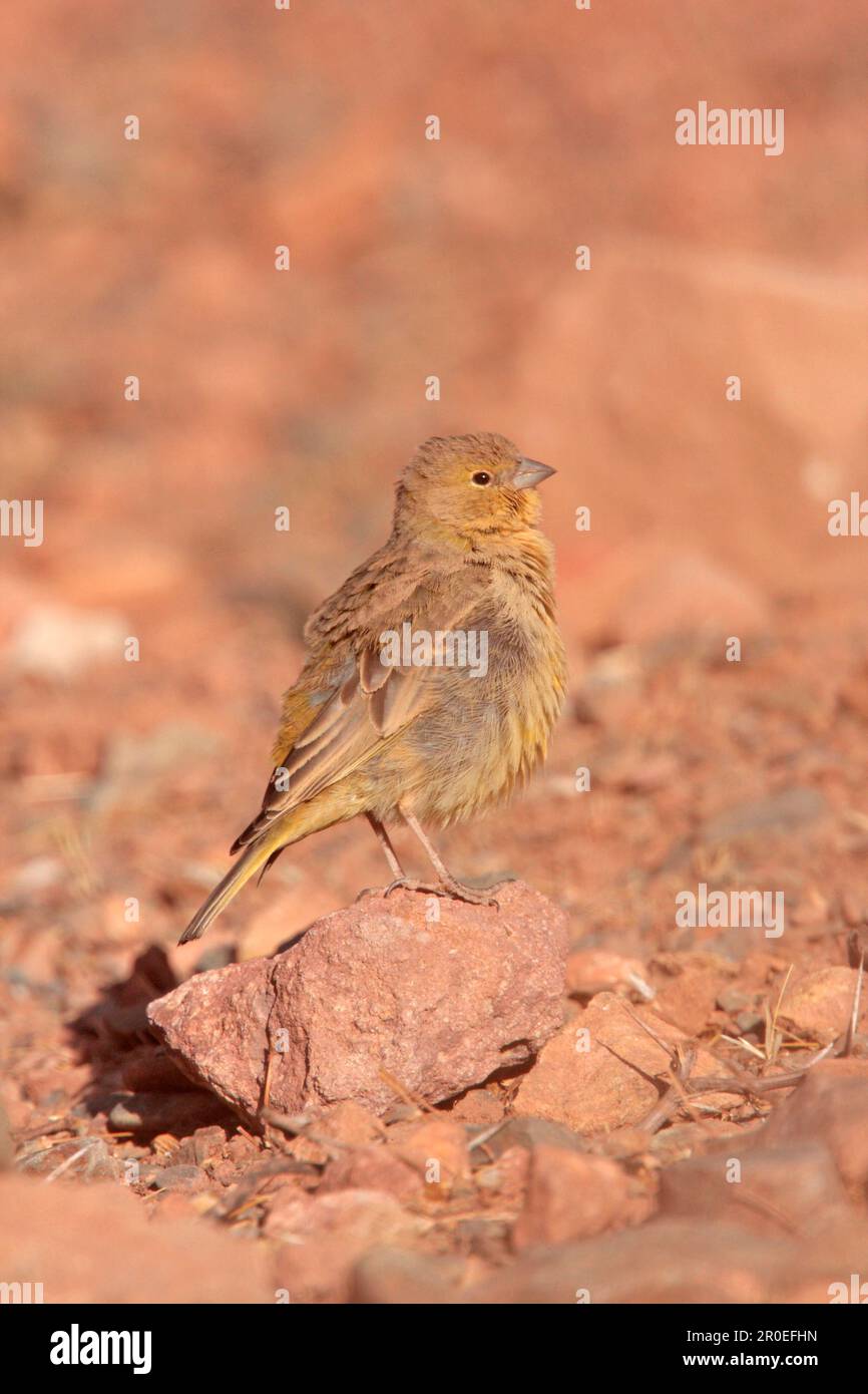 Yellowfinch verdâtre (Sicalis olivascens olivascens), mâle immature, debout sur la pierre, la Quiaca, Jujuy, Argentine Banque D'Images