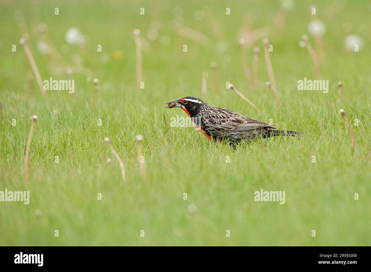 Limon à queue longue (Sturnella loyca), oiseaux chanteurs, animaux, oiseaux, Meadowlark à queue longue, mâle adulte, se nourrissant de grub, Los Antiguos, Santa Cruz Banque D'Images