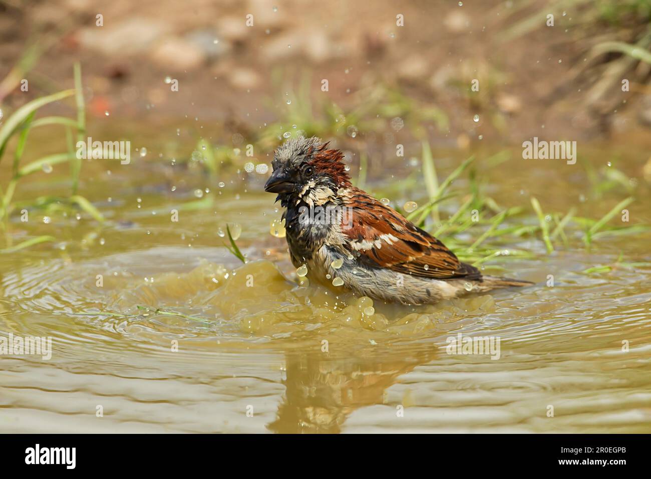Maison Sparrow (Passer domesticus) adulte mâle, baignade dans le flaque sur les terres agricoles, Warwickshire, Angleterre, Royaume-Uni Banque D'Images