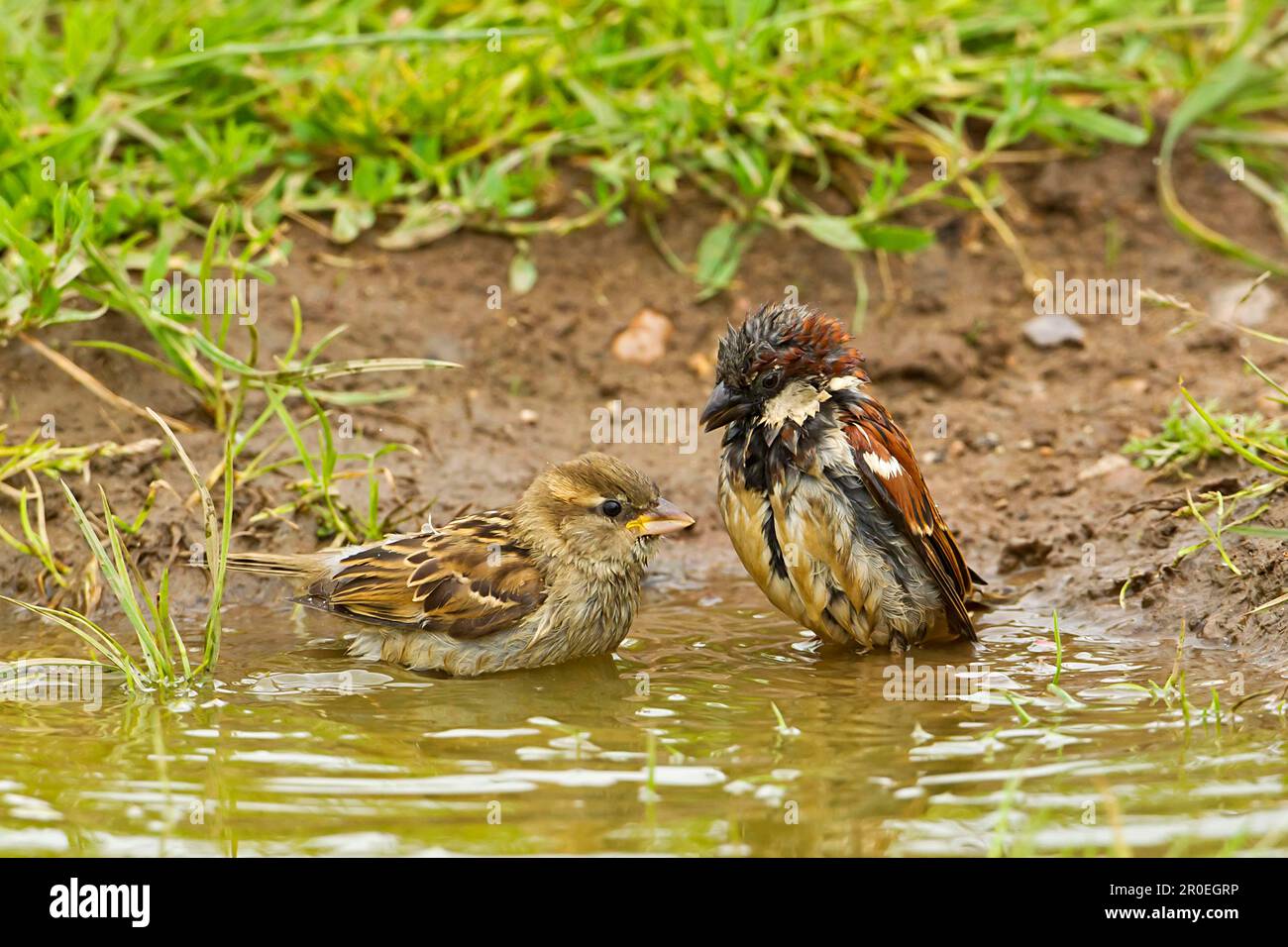 Maison Sparrow (Passer domesticus) adulte paire, baignade dans la flaque sur les terres agricoles, Warwickshire, Angleterre, Royaume-Uni Banque D'Images