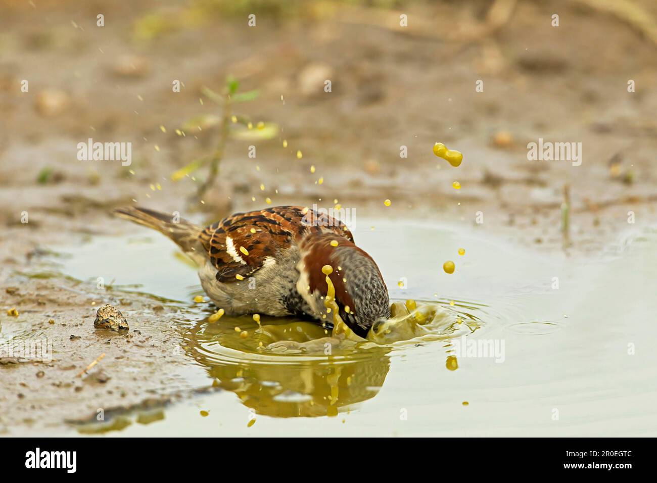 Maison Sparrow (Passer domesticus) adulte mâle, baignade dans le flaque sur les terres agricoles, Warwickshire, Angleterre, Royaume-Uni Banque D'Images