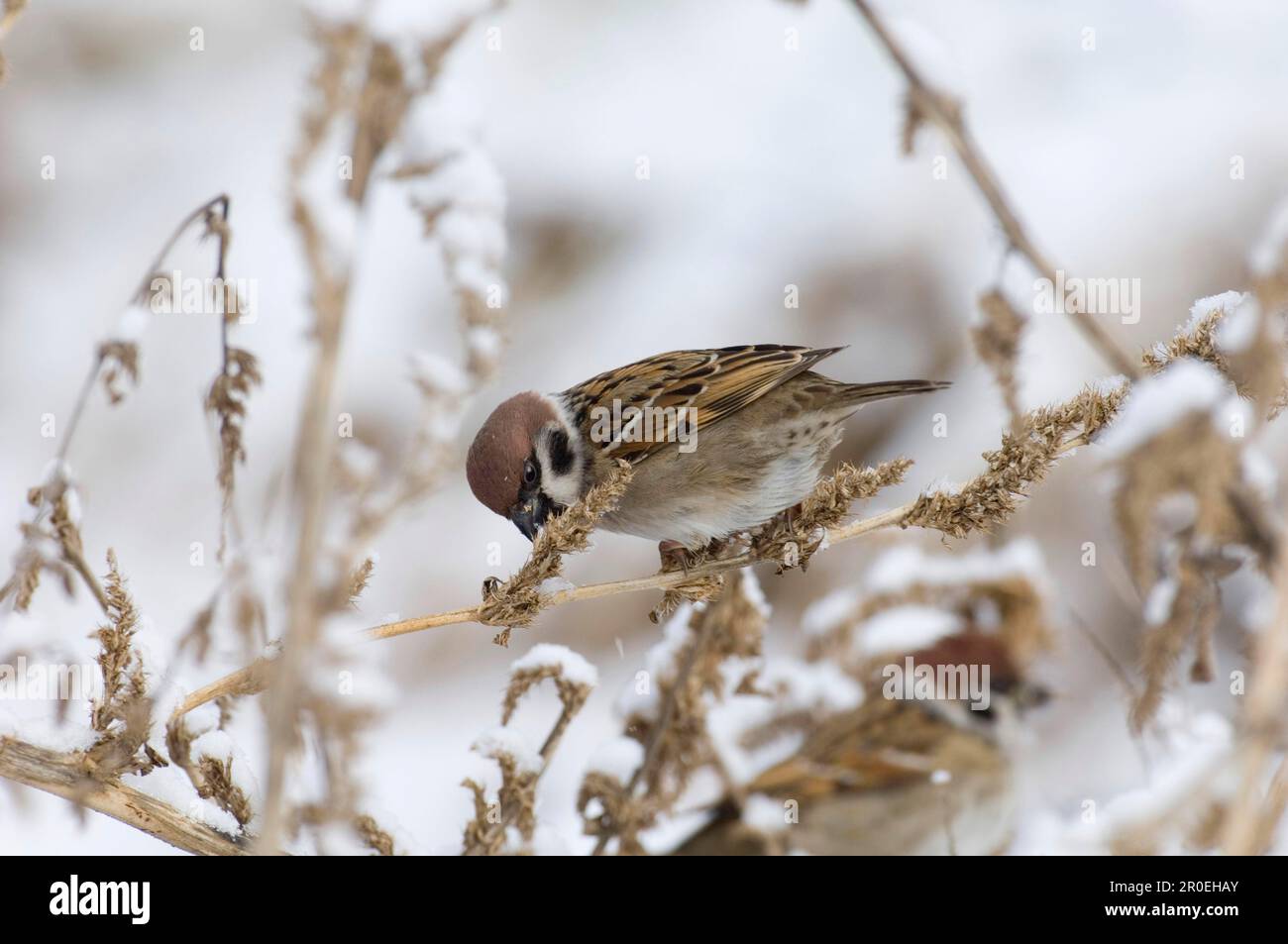 Adulte, Eeurasien, moineau d'arbre (Passer montanus), adulte, se nourrissant de graines, assis dans la neige sur la tige de plante, Norfolk, Angleterre, hiver Banque D'Images