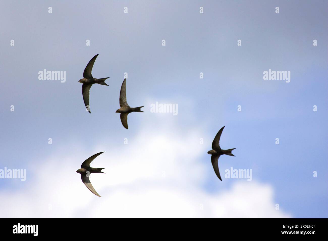 Common Swift (Apus apus) four in Flight, Warwickshire, Angleterre, Royaume-Uni Banque D'Images