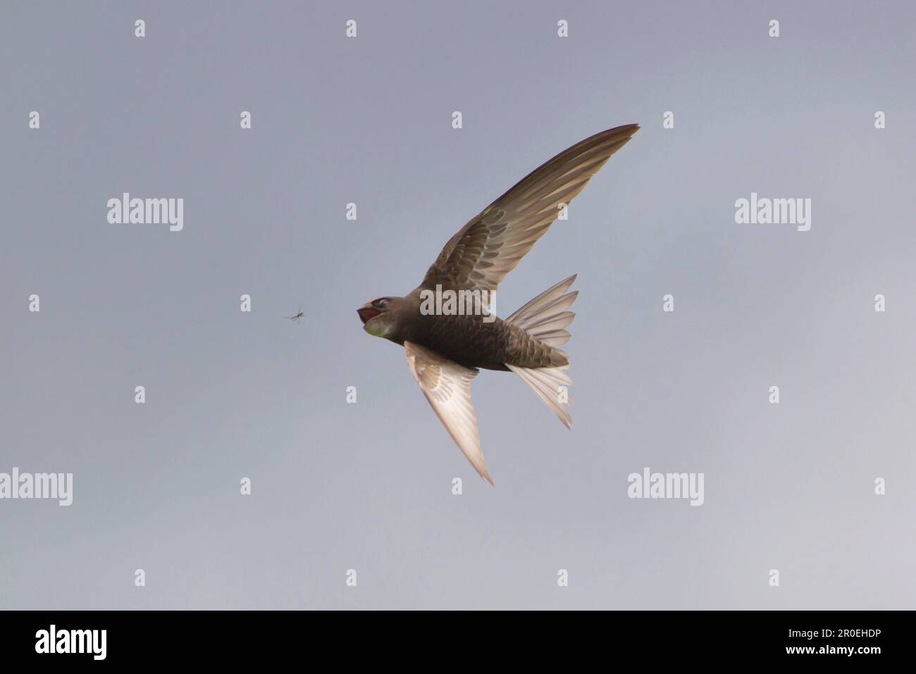 Rapide commune (Apus apus) adulte, en vol, insectes de capture, Suffolk, Angleterre, Royaume-Uni Banque D'Images