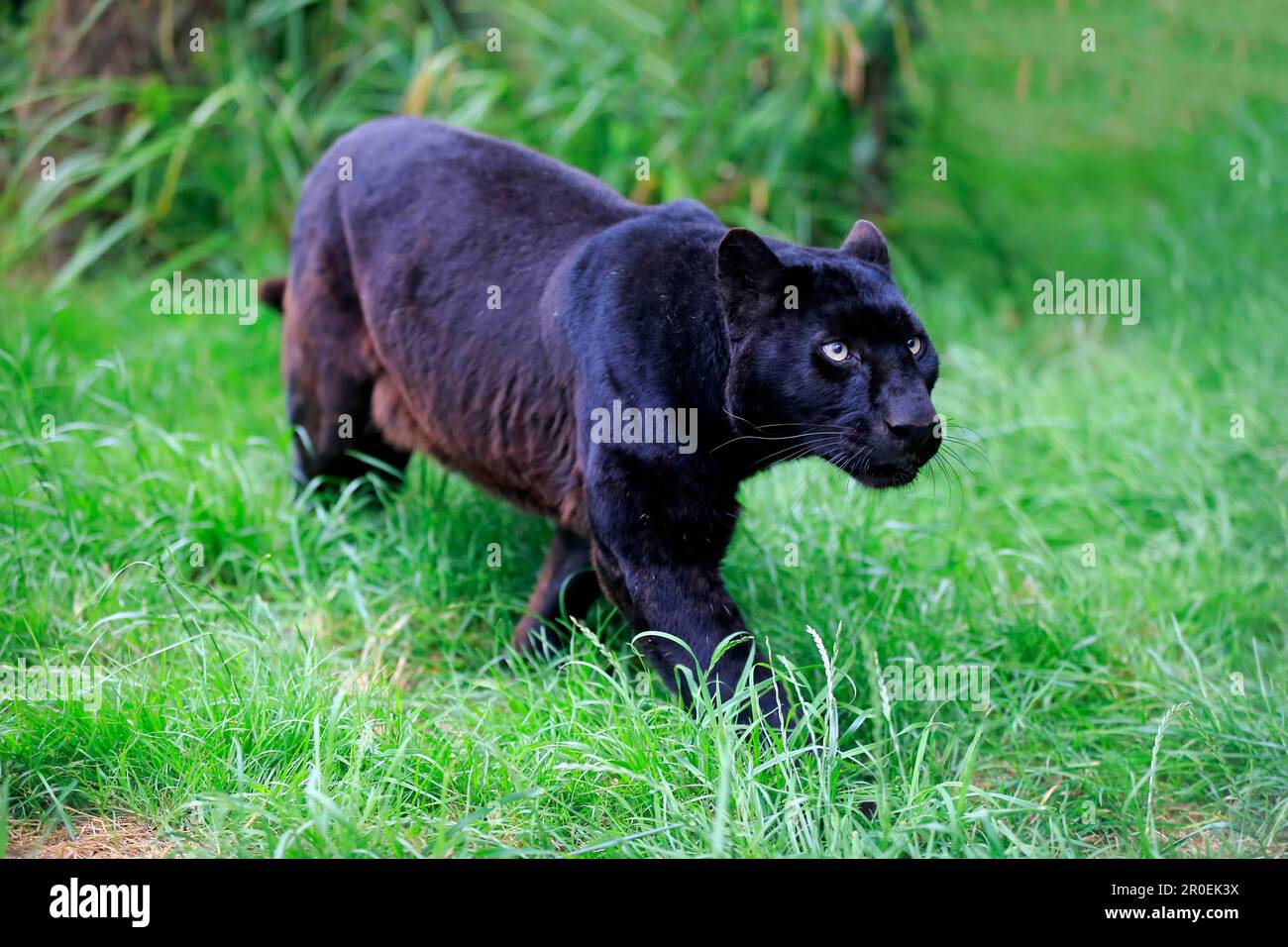 Léopard (Panthera pardus), panthère noire, Afrique Banque D'Images