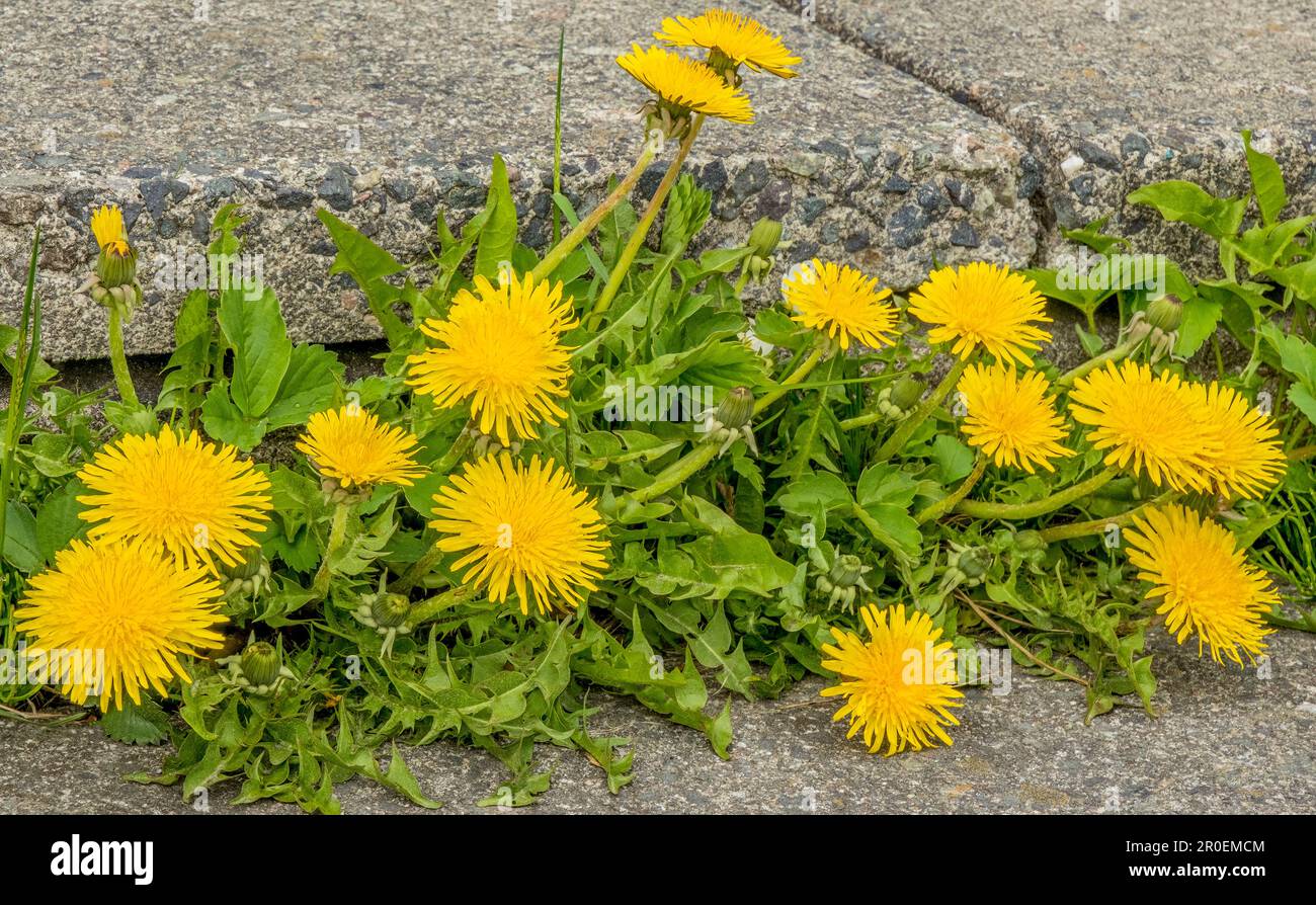 Le pissenlit, Taraxacum officinale, est une plante à feuilles larges qui peut croître dans des conditions de sol moins qu'optimales. Souvent considéré comme une mauvaise herbe à quel point pensez-vous Banque D'Images