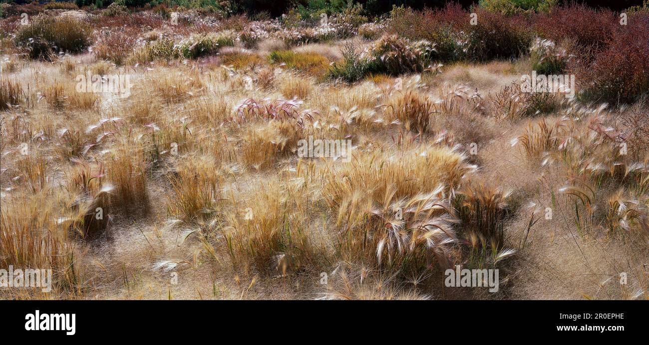 Grass, South Tufa Reserve, Mono Lake California, États-Unis Banque D'Images