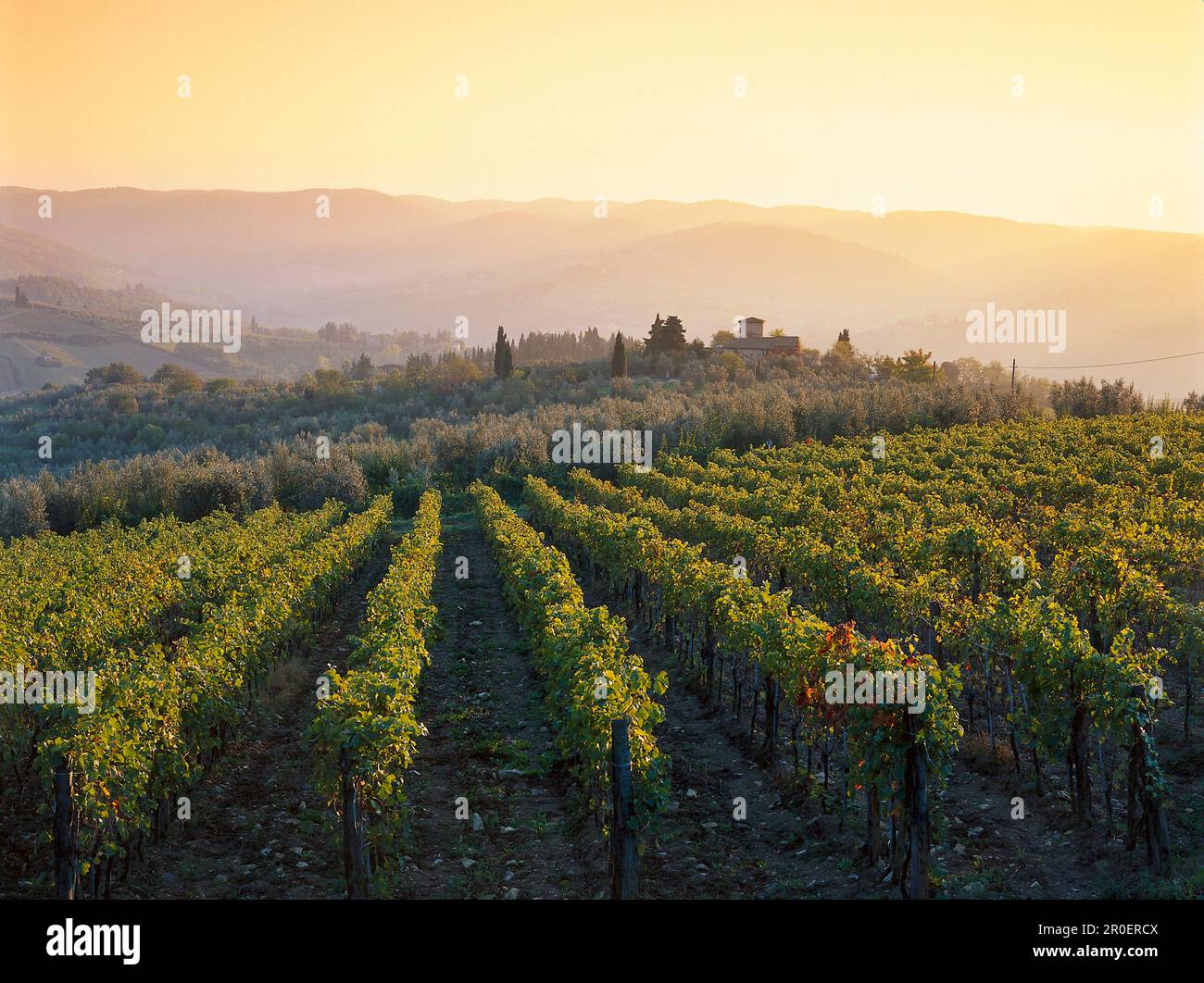 Vignoble et paysage avec manoir près de Panzano, Chianti, Toscane, Italie Banque D'Images