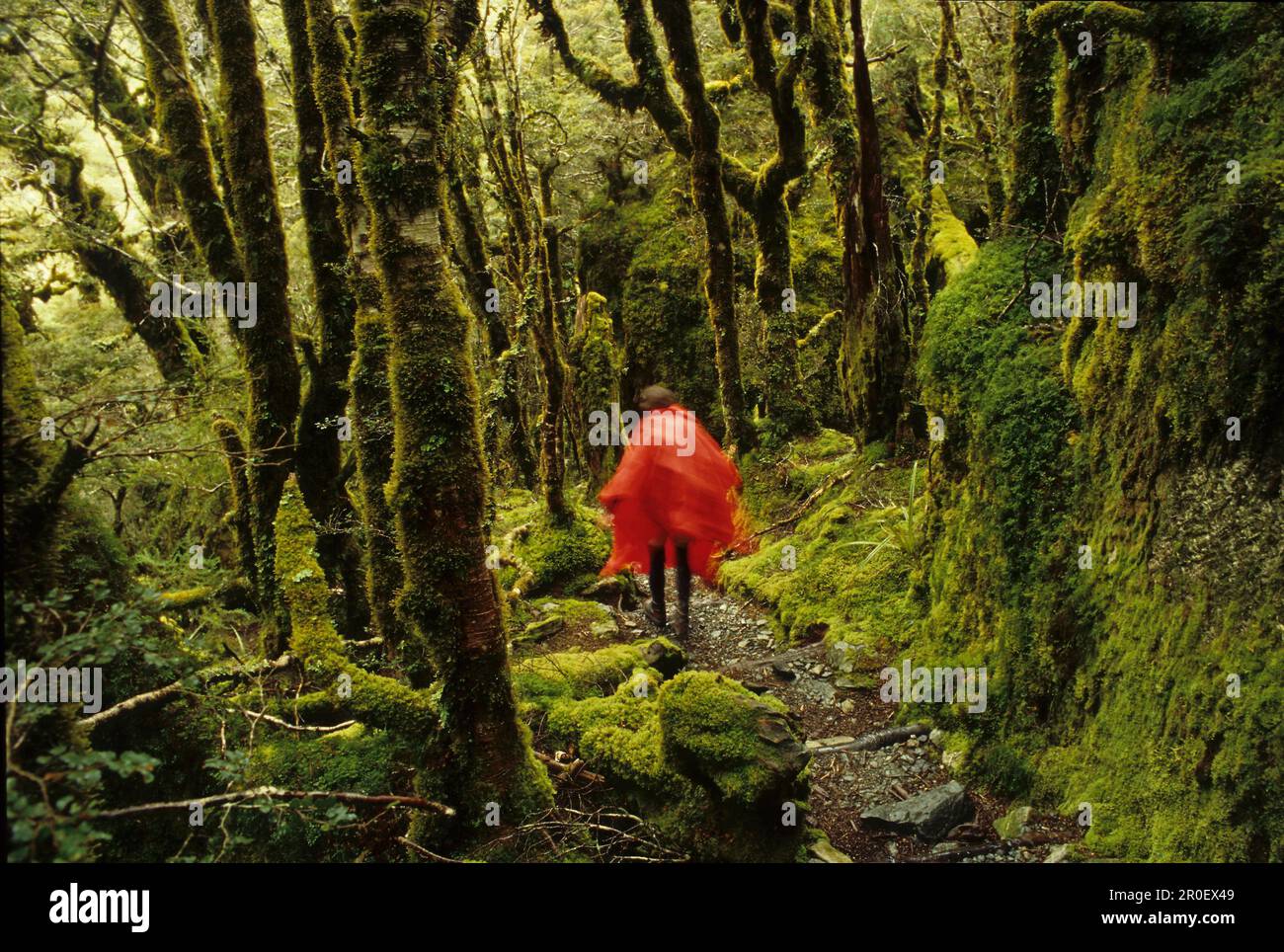 Randonneur dans le cap de la pluie rouge en forêt, Nouvelle-Zélande, Tramper sur la piste de Routeburn, rochers couverts de mousse et de hêtres, une des grandes promenades de Nouvelle-Zélande, Wanderweg, 3-5 Banque D'Images