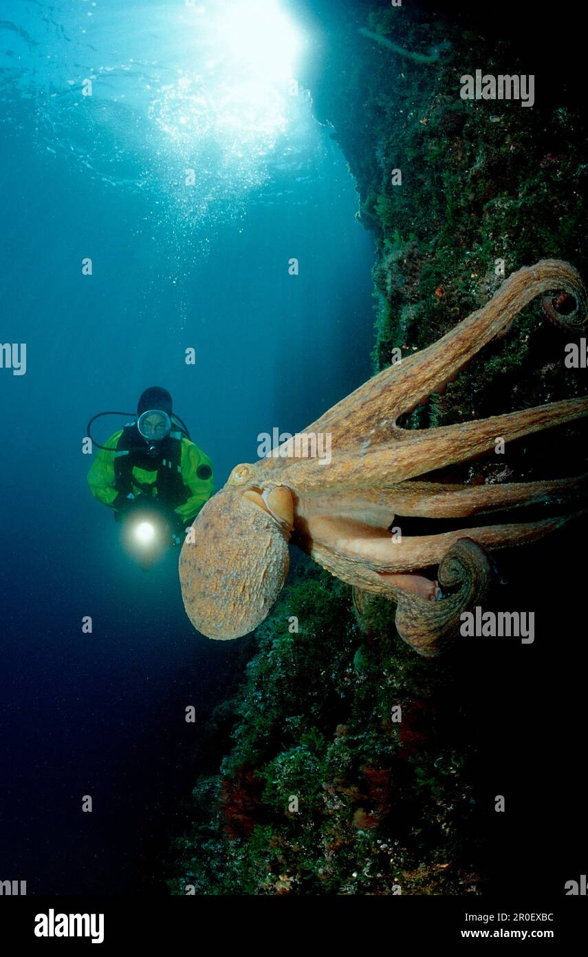 Poulpe et plongeur, Octopus vulgaris, Espagne, Mer méditerranée, Costa Brava Banque D'Images