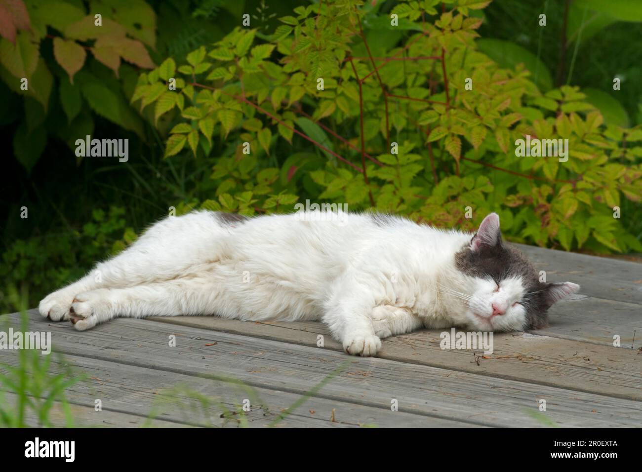 Maison chat sur table de jardin, Québec, Canada Banque D'Images