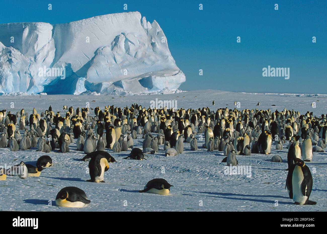 Kaiserpinguine, empereur Penguins, Aptenodytes forsteri, Antarctique Banque D'Images