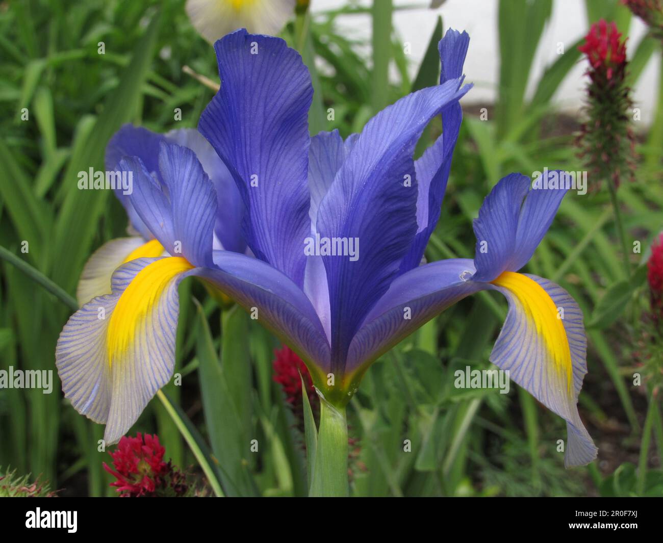 Un iris fleurit au début du printemps. Banque D'Images