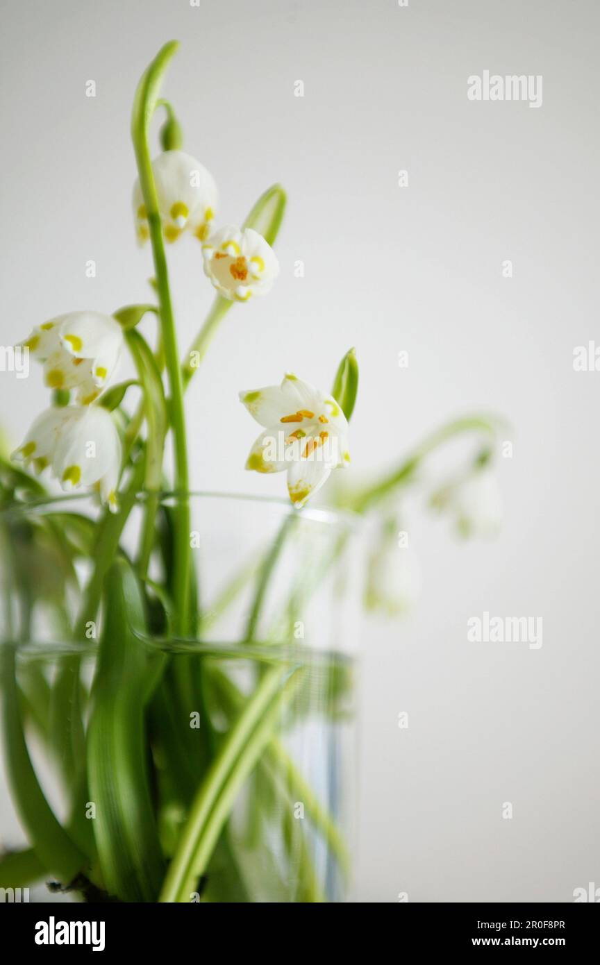 Perce-neige dans le verre Banque D'Images