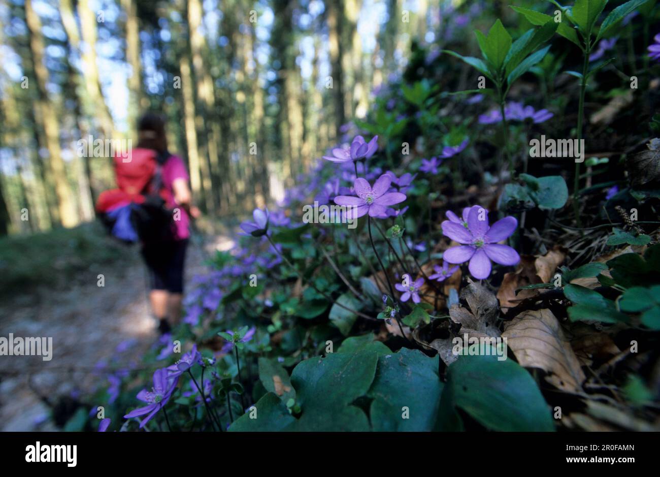 Hepatica sur le côté d'un sentier avec randonneur en arrière-plan, Agrogschwendt, Marquartstein, Chiemgau, alpes bavaroises, Haute-Bavière, Bavière, Allemagne Banque D'Images
