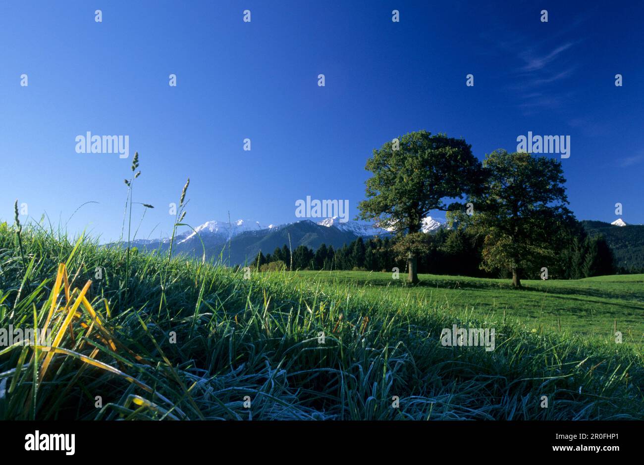 Vue sur la prairie avec des arbres aux montagnes enneigées de Spitzing Range, Leitzachtal, haute-Bavière, Bavière, Allemagne Banque D'Images