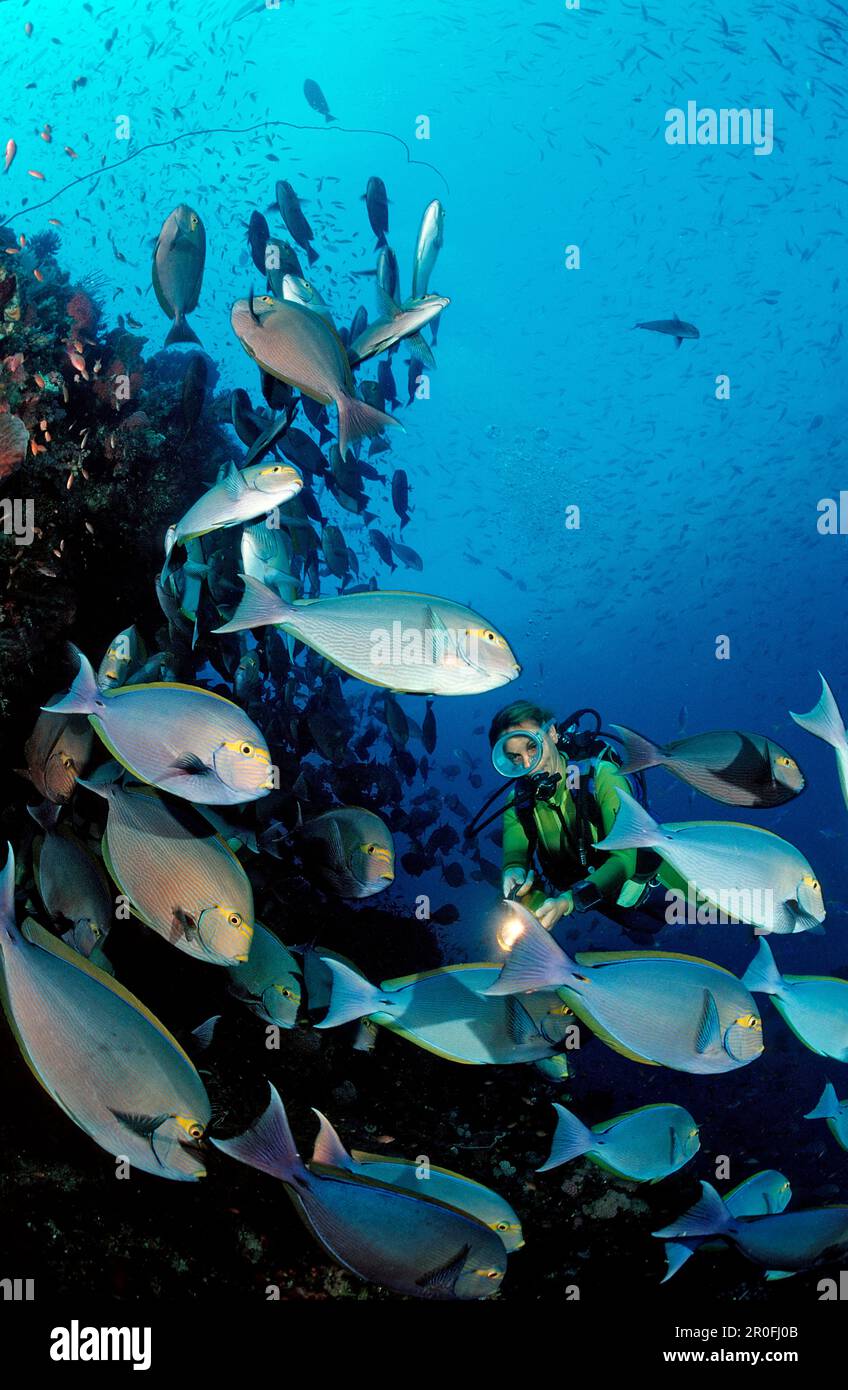 Surgéonfish allongé et plongeur, Acanthurus mata, Indonésie, Bali, Océan Indien Banque D'Images