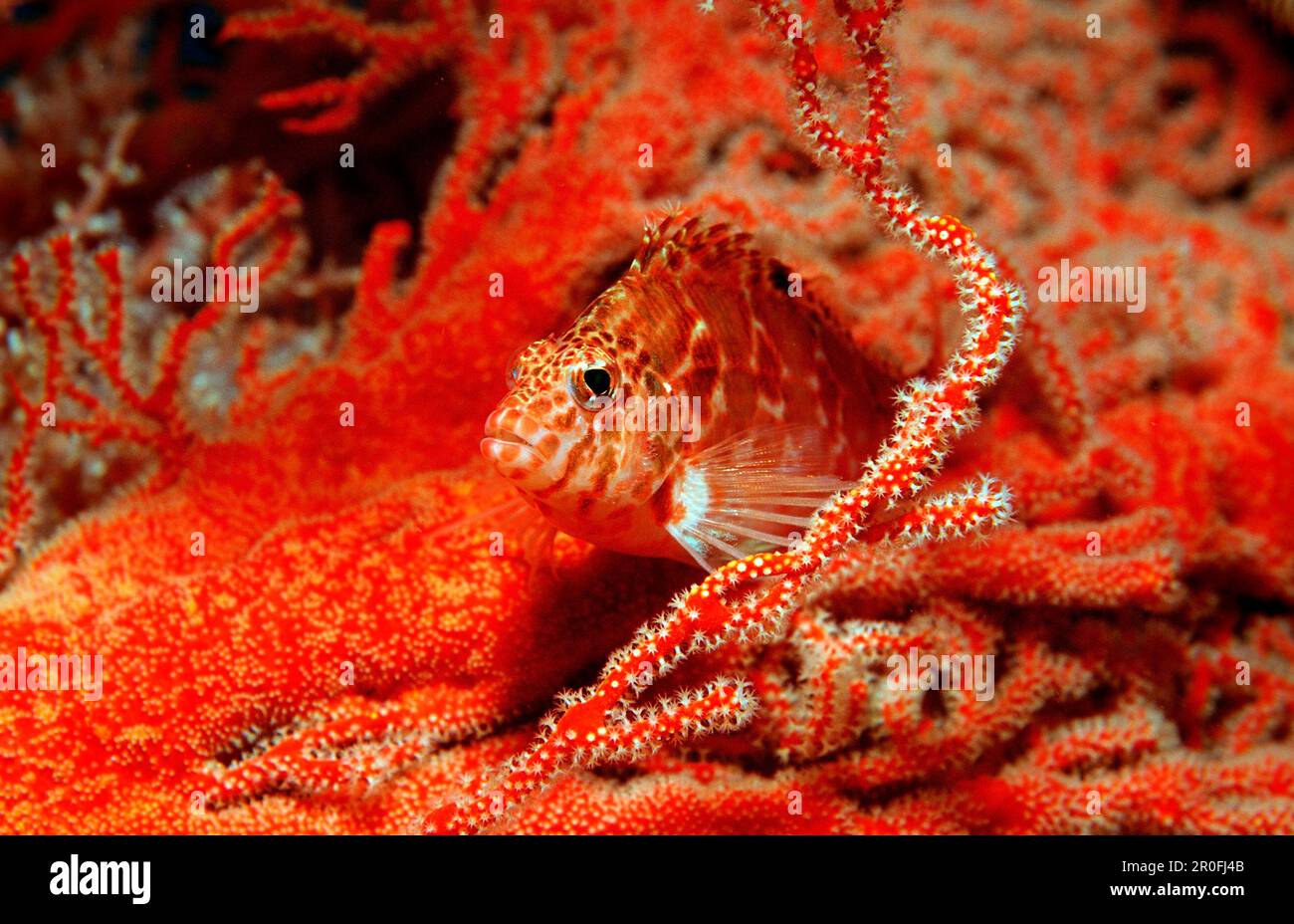 Poisson-baucon nain, Cirrhitichthys falco, Bali, Océan Indien, Indonésie Banque D'Images