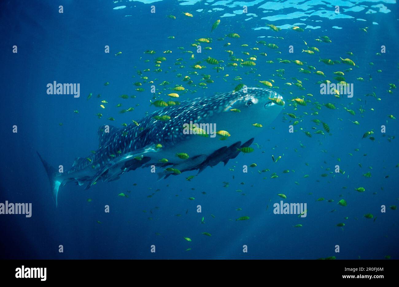 Requin baleine, Rhincodon thypus, Etats-Unis, Haiwaii, Océan Pacifique Banque D'Images