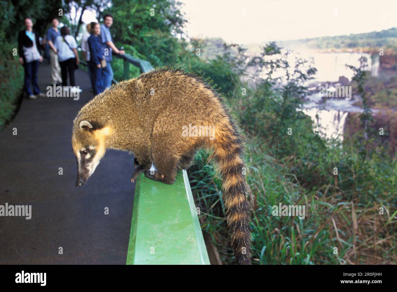 Coati, Nasua nasua, Parc national d'Iguassu, Brésil Banque D'Images