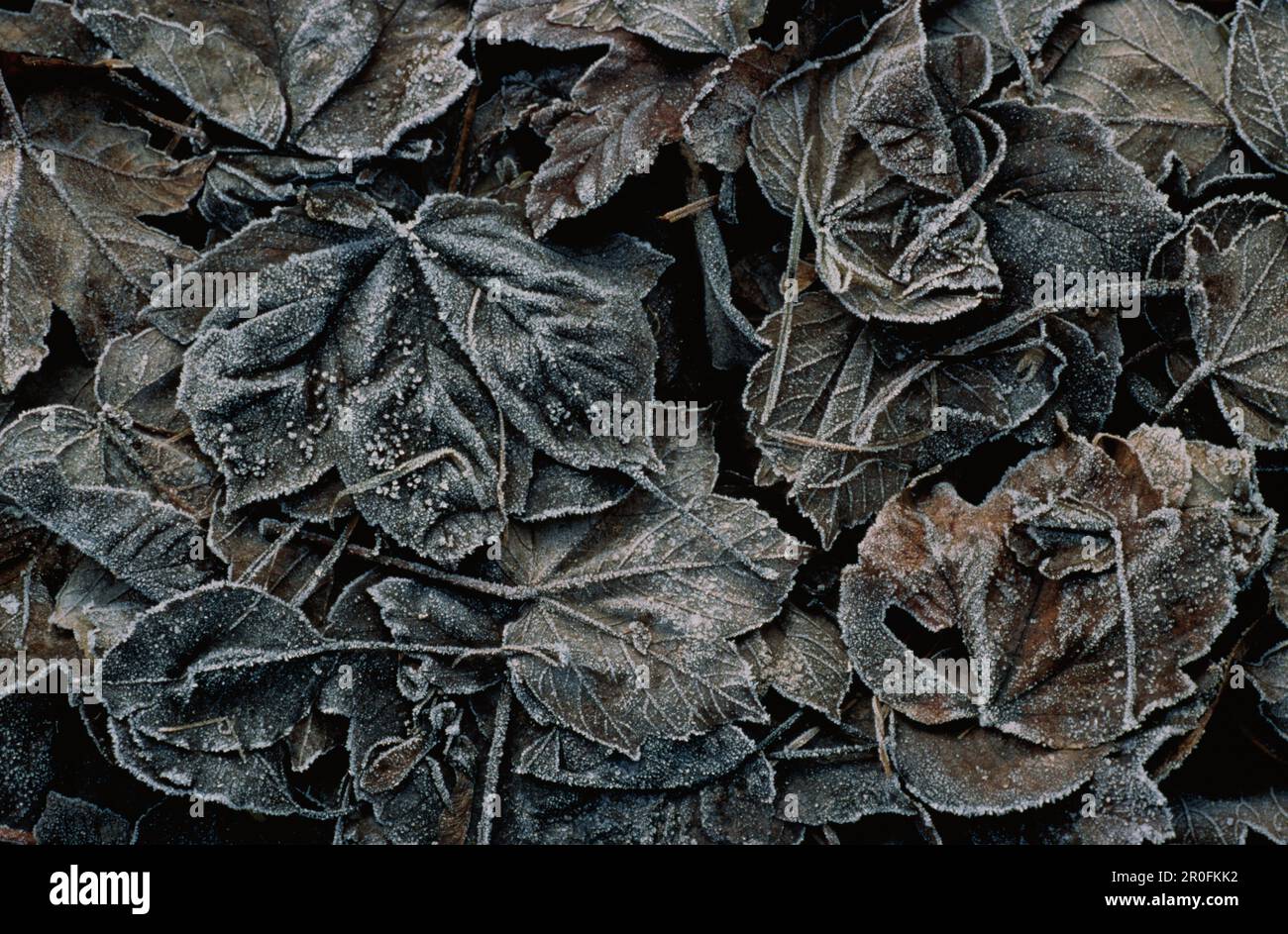 Gros plan sur le feuillage d'automne, les feuilles, la nature Banque D'Images