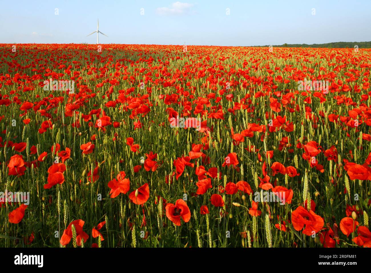 Coquelicots rouges dans le champ de maïs, éolienne en arrière-plan, Hanovre, Basse-Saxe, Allemagne Banque D'Images