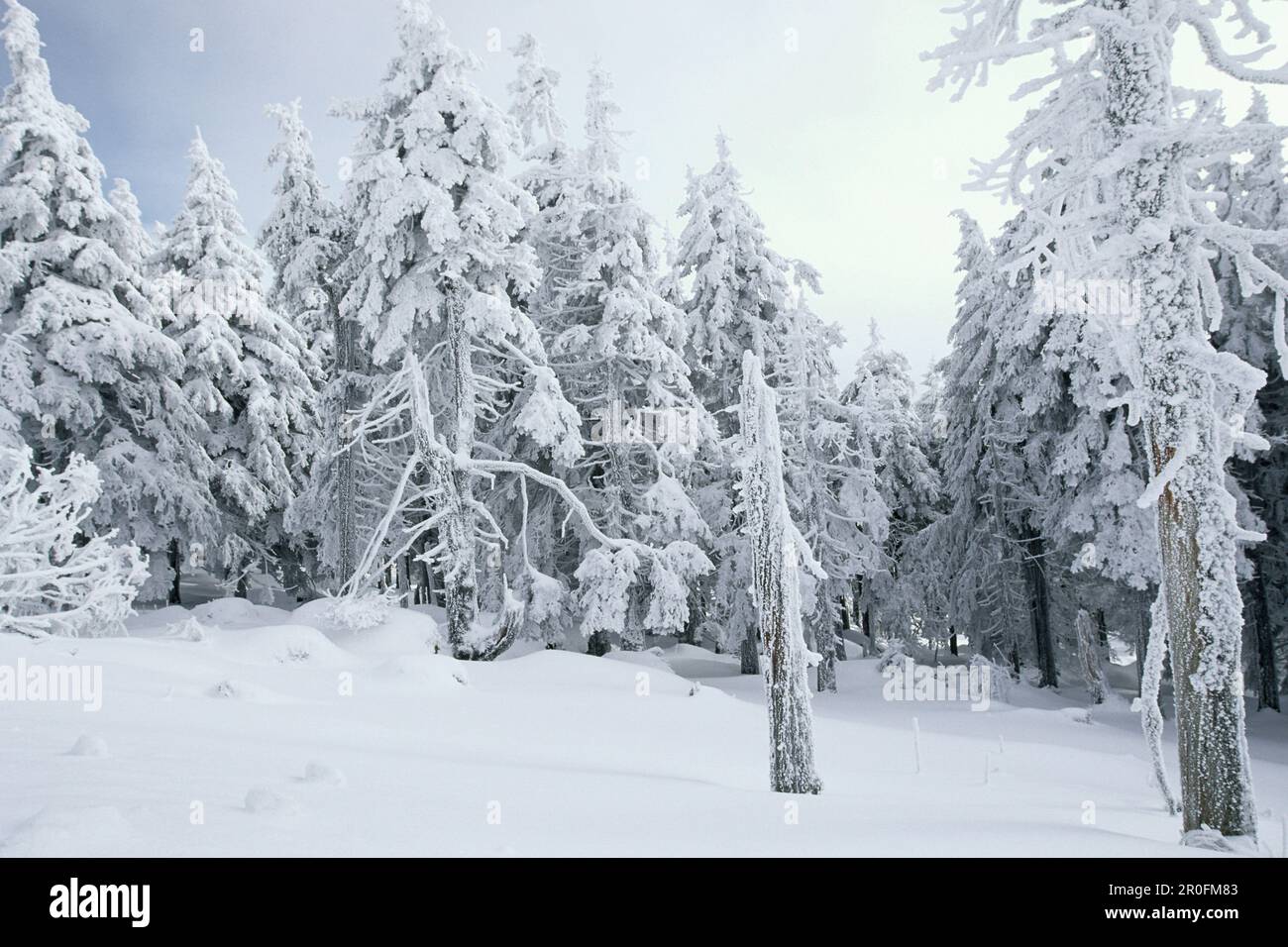 Forêt de conifères enneigée au sommet de Brocken, Schierke, montagnes de Harz, Saxe-Anhalt, Allemagne Banque D'Images