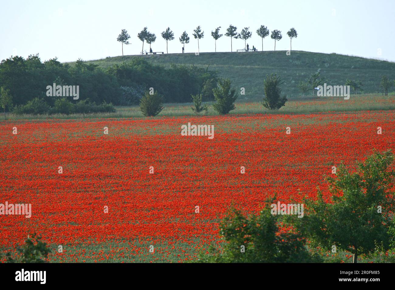 Coquelicots rouges dans le cornfield, Hanovre, Basse-Saxe, Allemagne Banque D'Images