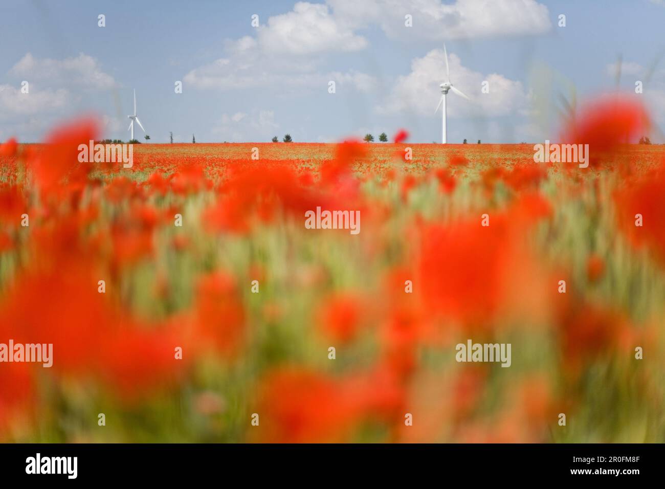 Coquelicots rouges dans le champ de maïs, éoliennes en arrière-plan, Hanovre, Basse-Saxe, Allemagne Banque D'Images