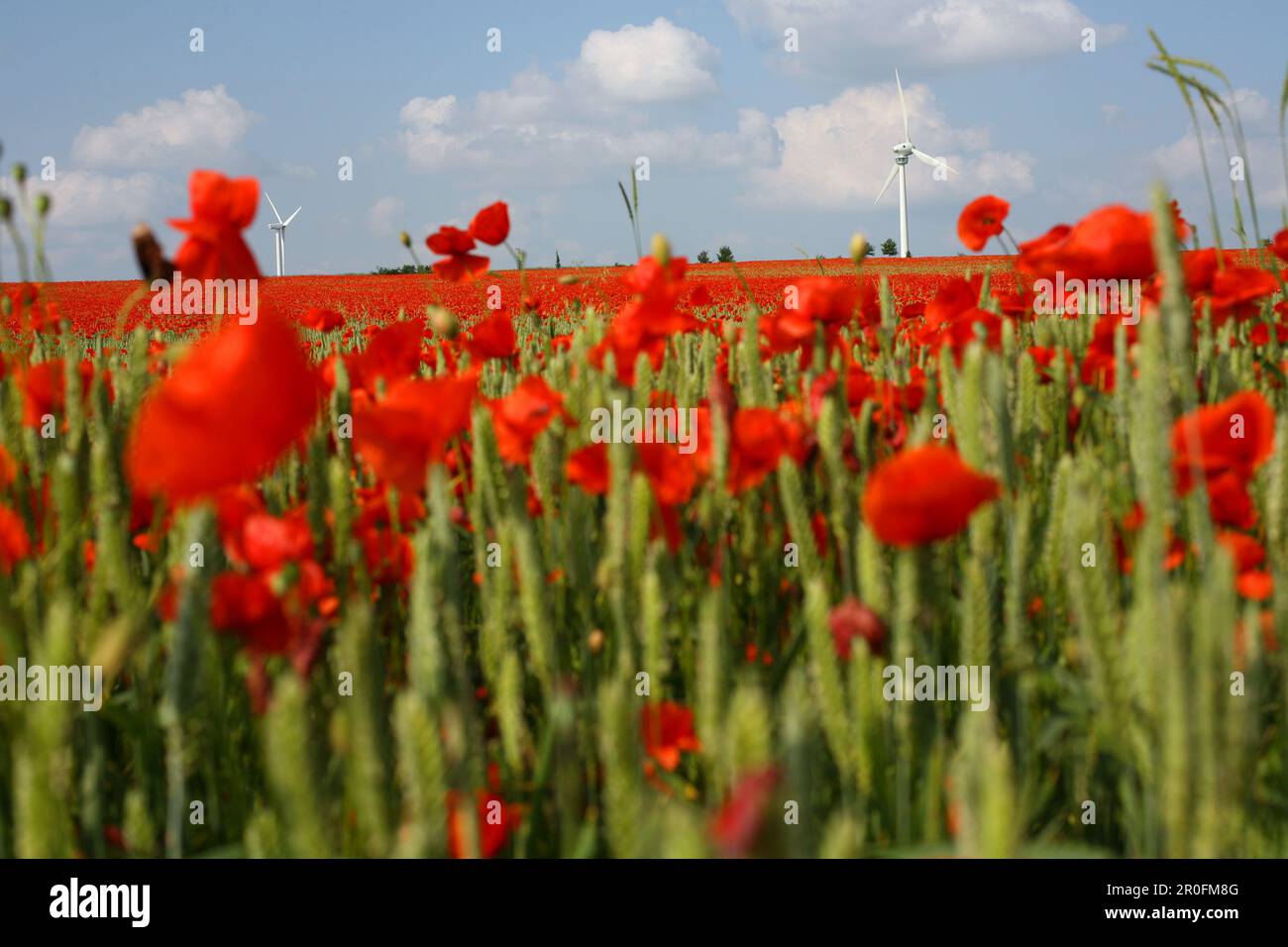 Coquelicots rouges dans le champ de maïs, éoliennes en arrière-plan, Hanovre, Basse-Saxe, Allemagne Banque D'Images