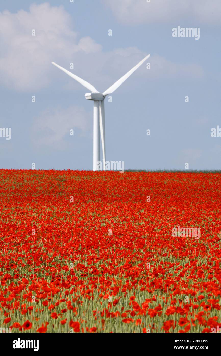 Coquelicots rouges dans le champ de maïs, éolienne en arrière-plan, Hanovre, Basse-Saxe, Allemagne Banque D'Images