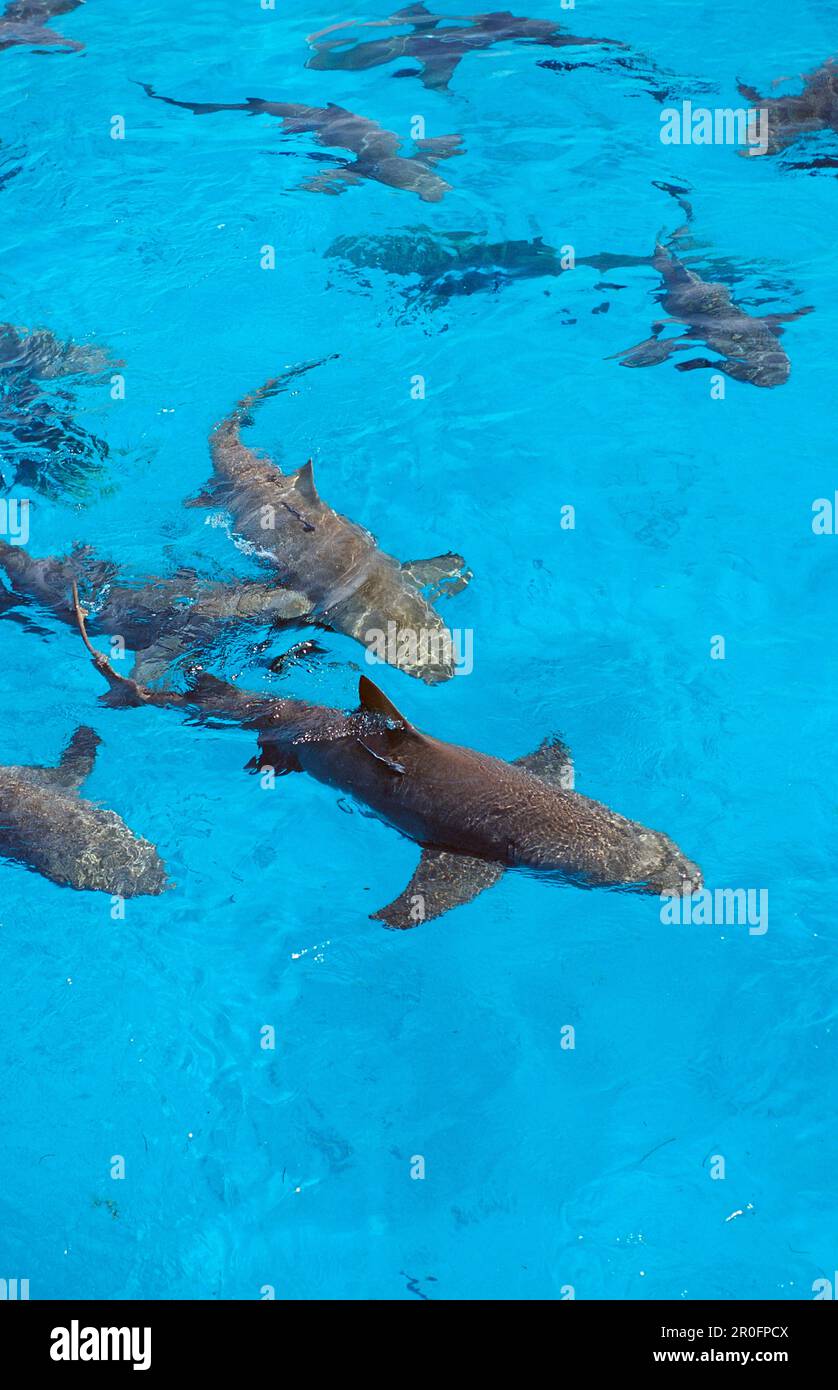 Les requins citronniers à la surface, Negaprion brevirostris, Bahamas, Océan Atlantique Banque D'Images