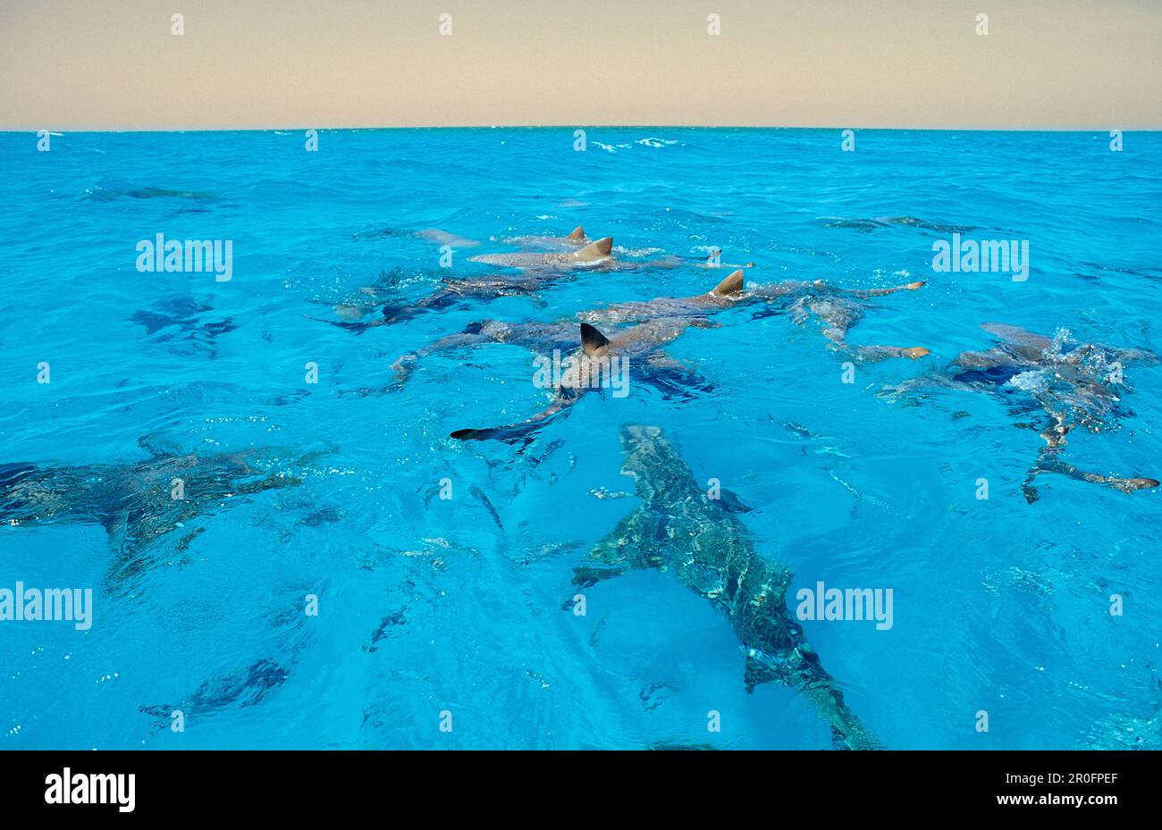 Les requins citronniers à la surface, Negaprion brevirostris, Bahamas, Océan Atlantique Banque D'Images