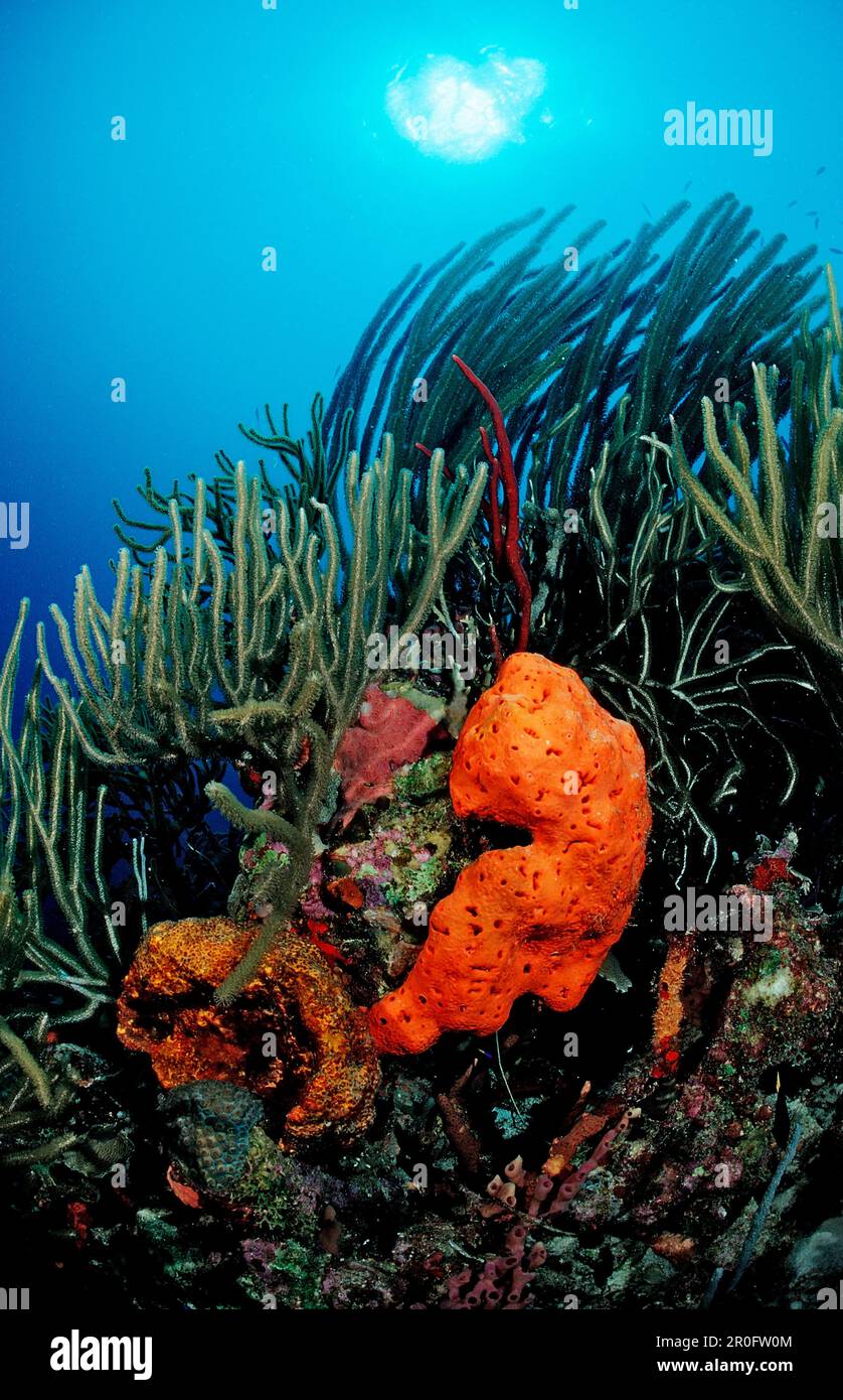 Récif de corail coloré, Guadeloupe, Antilles françaises, Mer des Caraïbes Banque D'Images
