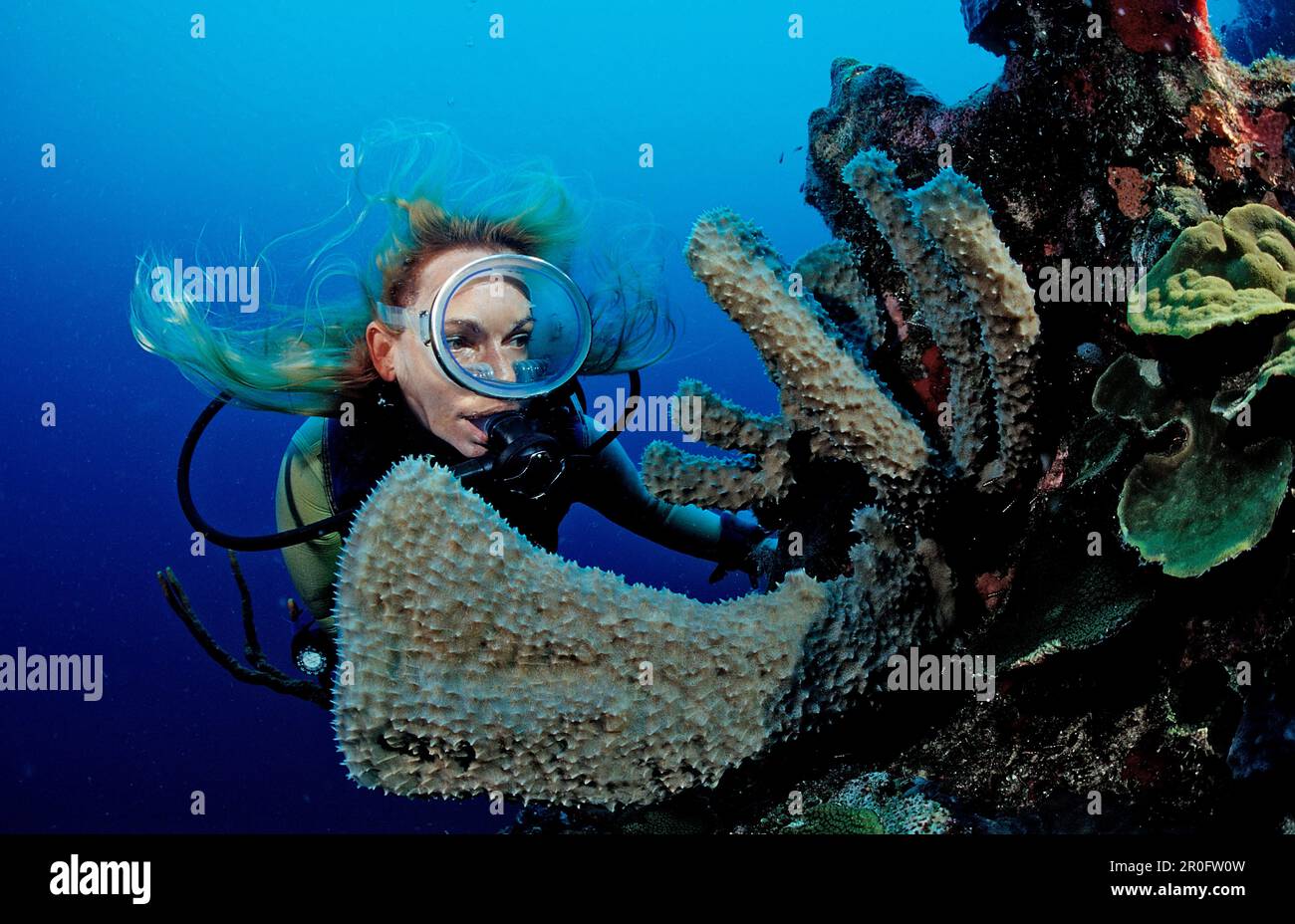 Plongée sous-marine et récif corallien, Sainte-Lucie, Antilles françaises, Mer des Caraïbes Banque D'Images