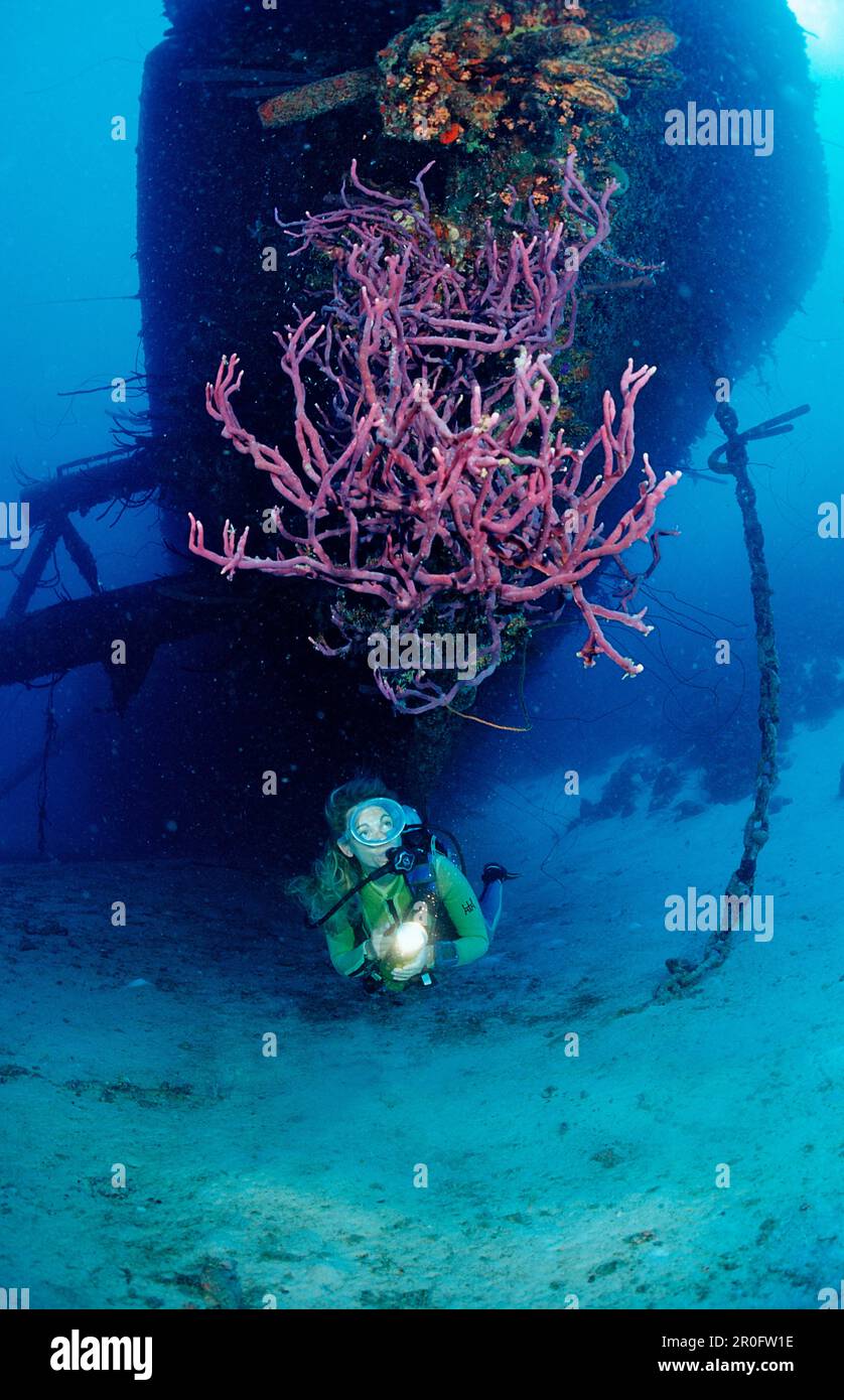 Plongée sous-marine sur l'épave du Hilma Hooker Ship, Antilles néerlandaises, Bonaire, Mer des Caraïbes Banque D'Images