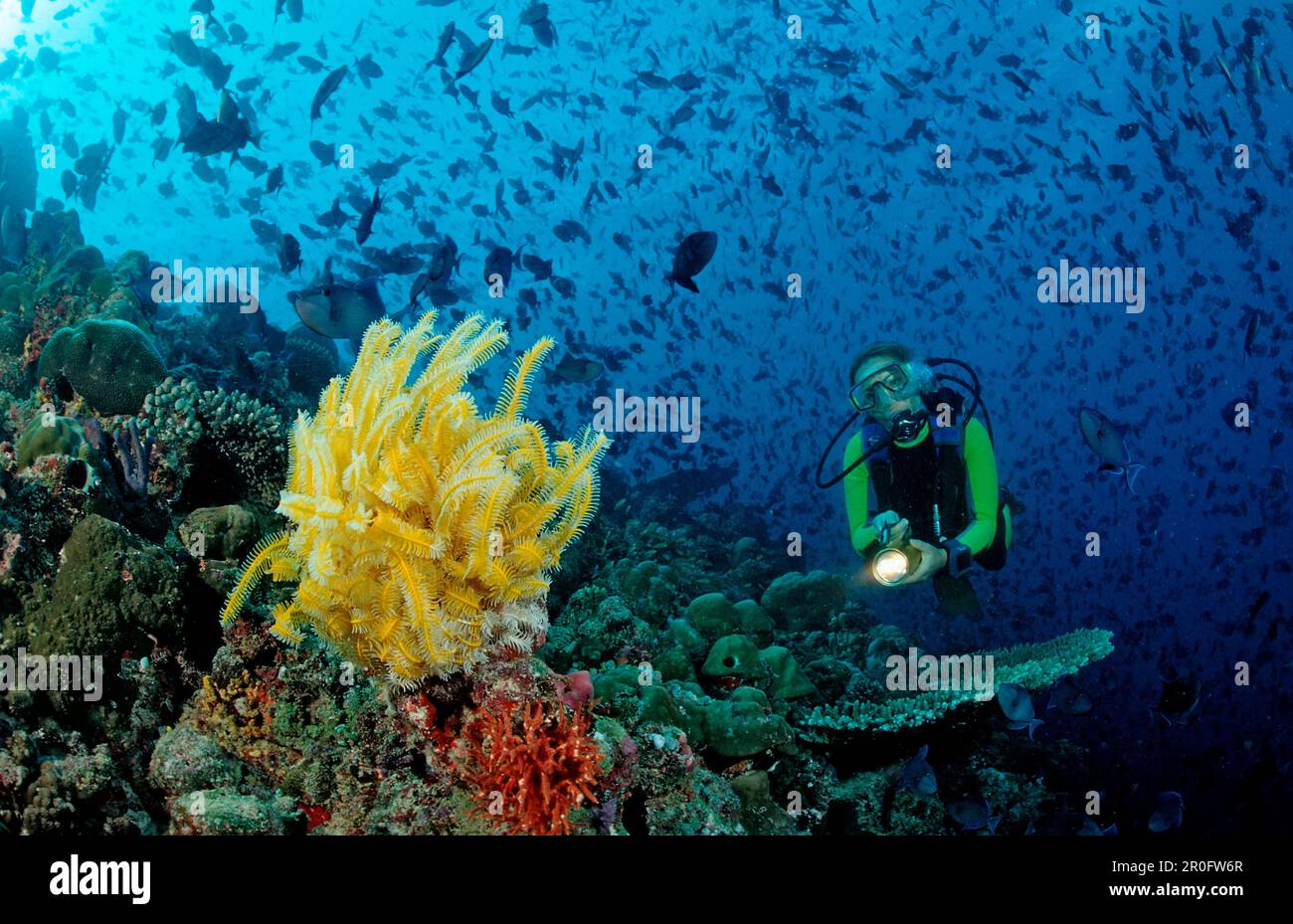 Plongeur avec cranoïde jaune et triggerfets à dents rouges, Odonus niger, Maldives, Océan Indien, Atoll de Meemu Banque D'Images