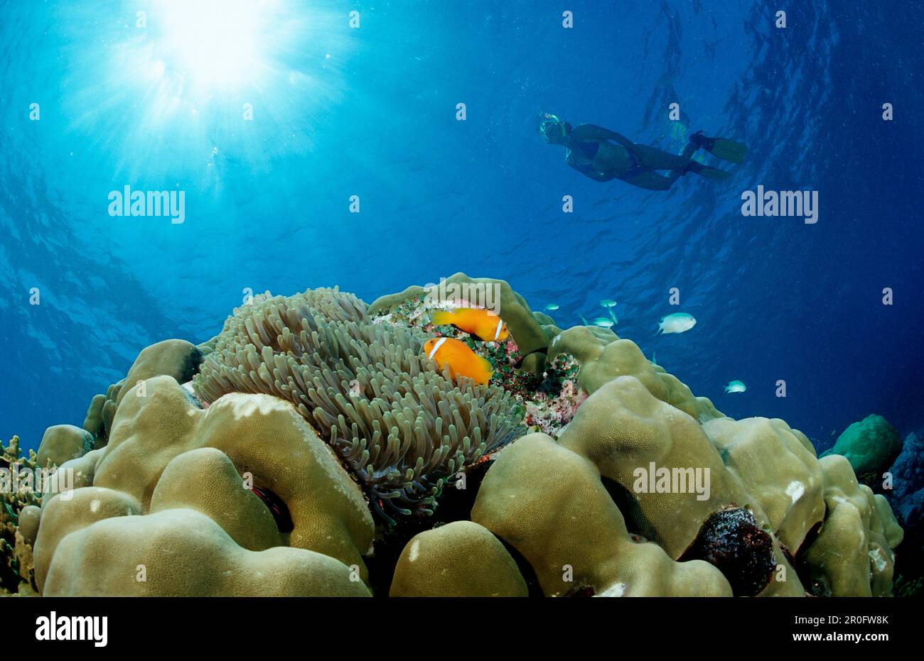 Anemonefishes Maldive et snorkeler, Amphiprion nigripes, Maldives, Océan Indien, Atoll Meemu Banque D'Images