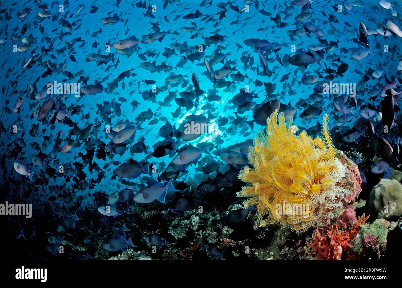 Shoal de Triggerfets de Redtooth adn jaune crinoïde, Odonus niger, Maldives, Océan Indien, Atoll de Meemu Banque D'Images