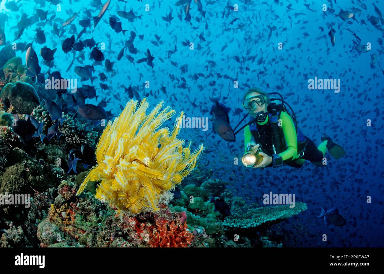 Diver et crinoïde jaune et Triggerfishes de Redtooth, Odonus niger, Maldives, Océan Indien, Atoll de Meemu Banque D'Images